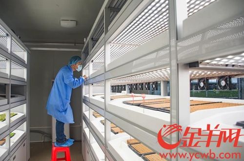 海豐縣蔬菜產(chǎn)業(yè)園 以加工物流與高端市場(chǎng)建設(shè)為抓手，內(nèi)外兼修推動(dòng)三產(chǎn)融合